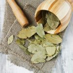 ورق لوري - مشتل اسكندرية