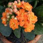 كلانشو اورنج  -مشتل اسكندرية