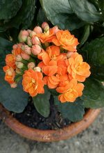 كلانشو اورنج  -مشتل اسكندرية