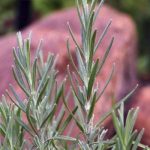 لافندر - مشتل اسكندرية