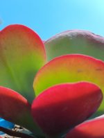 خد الجميل - مشتل اسكندية