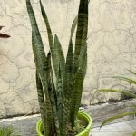 جلد النمر الاخضر - مشتل اسكندرية