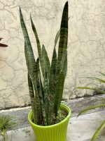 جلد النمر الاخضر - مشتل اسكندرية