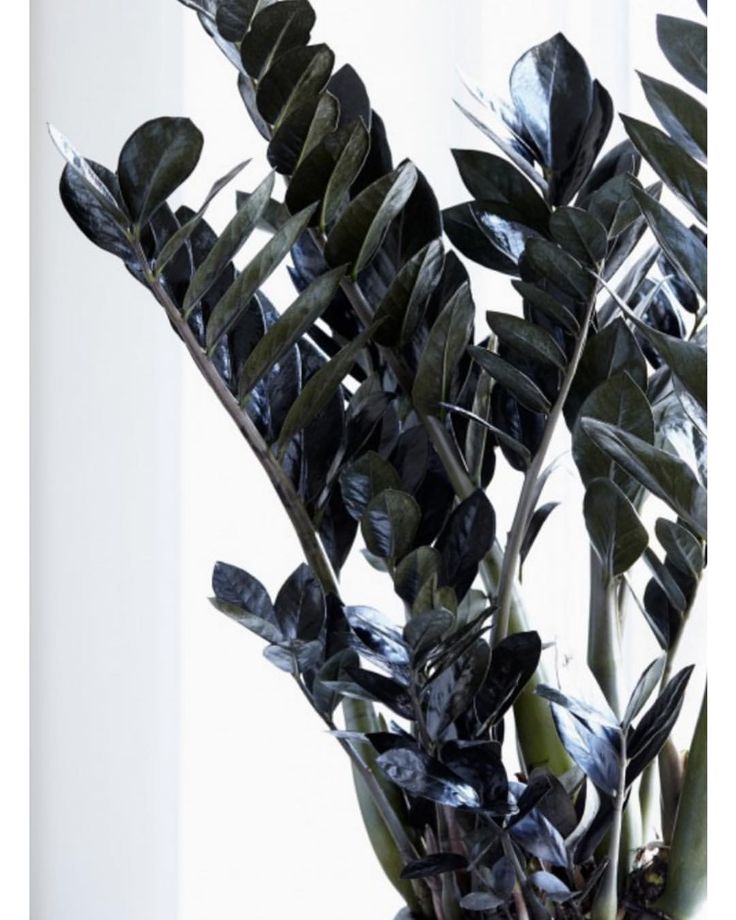 1,360 Likes, 20 Comments - geo-fleur©™ (@geo_fleur) on Instagram_ “Have you seen this (almost) black version of the popular ZZ plant_ It’s super easy to keep alive,…” زاميا بلاك ( مشتل اسكندرية ) - الصورة 1