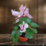 عرض 2سكلمان ( مشتل اسكندرية )