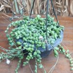 مسبحة لؤلؤ ( مشتل اسكندرية )