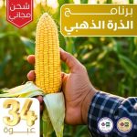البرنامج الذهبي للذرة الشامية – حماية وتسميد